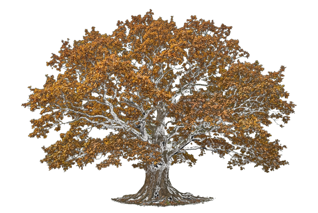Castle's Oak mature oak tree brand visual